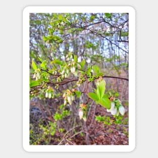 Blueberry Flowers Sticker